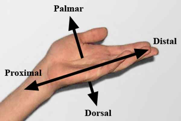 <p>Palm of the hand.</p>