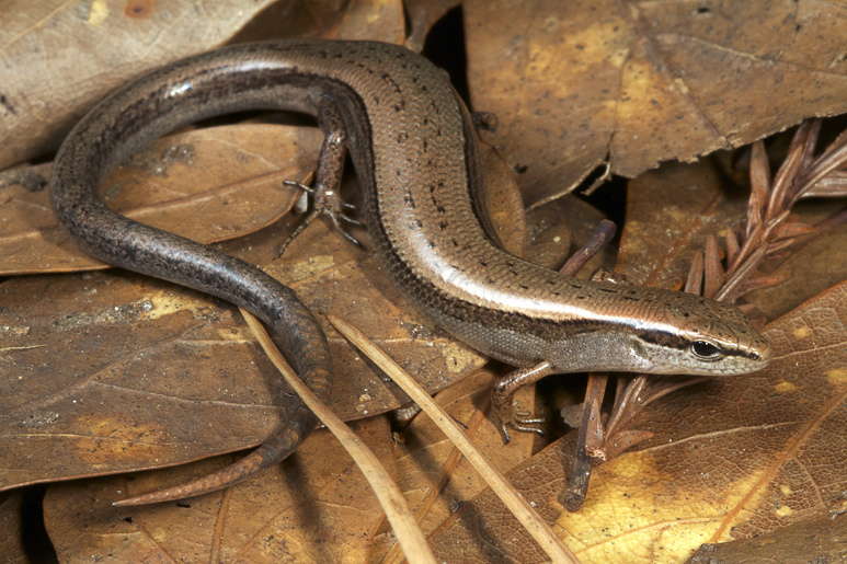 <p>Little Brown Skink</p>