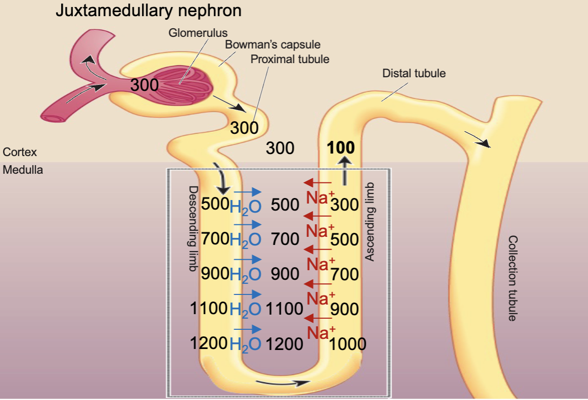 <ol><li><p>Na+ is reabsorbed from the lowest point int he ascending limb of the loop of Henle, creating a hypertonic ECF at that level (200 mOsm/liter difference)</p></li><li><p>Water from the same level in the descending limb is reabsorbed as it follows the path of Na+, the osmolarity will rise</p></li><li><p>The water in the medulla is carried away by peritubular capillaries</p></li><li><p>The hypertonic solution from the descending limb moves to the ascending limb and the Na+ reabsorbed at that vertical level will continue to reabsorb until there is a 200 mOsm/liter difference</p></li><li><p>These steps repeat until the entire length has a vertical osmotic gradient</p></li></ol><p></p>