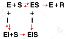 <p><u>Enzyme Kinetics</u></p><p><u>Competitive vs. Uncompetitive vs. Noncompetitive vs. Mixed Inhibition</u></p><p>prevents both substrate binding &amp; conversion of substrate to product</p>