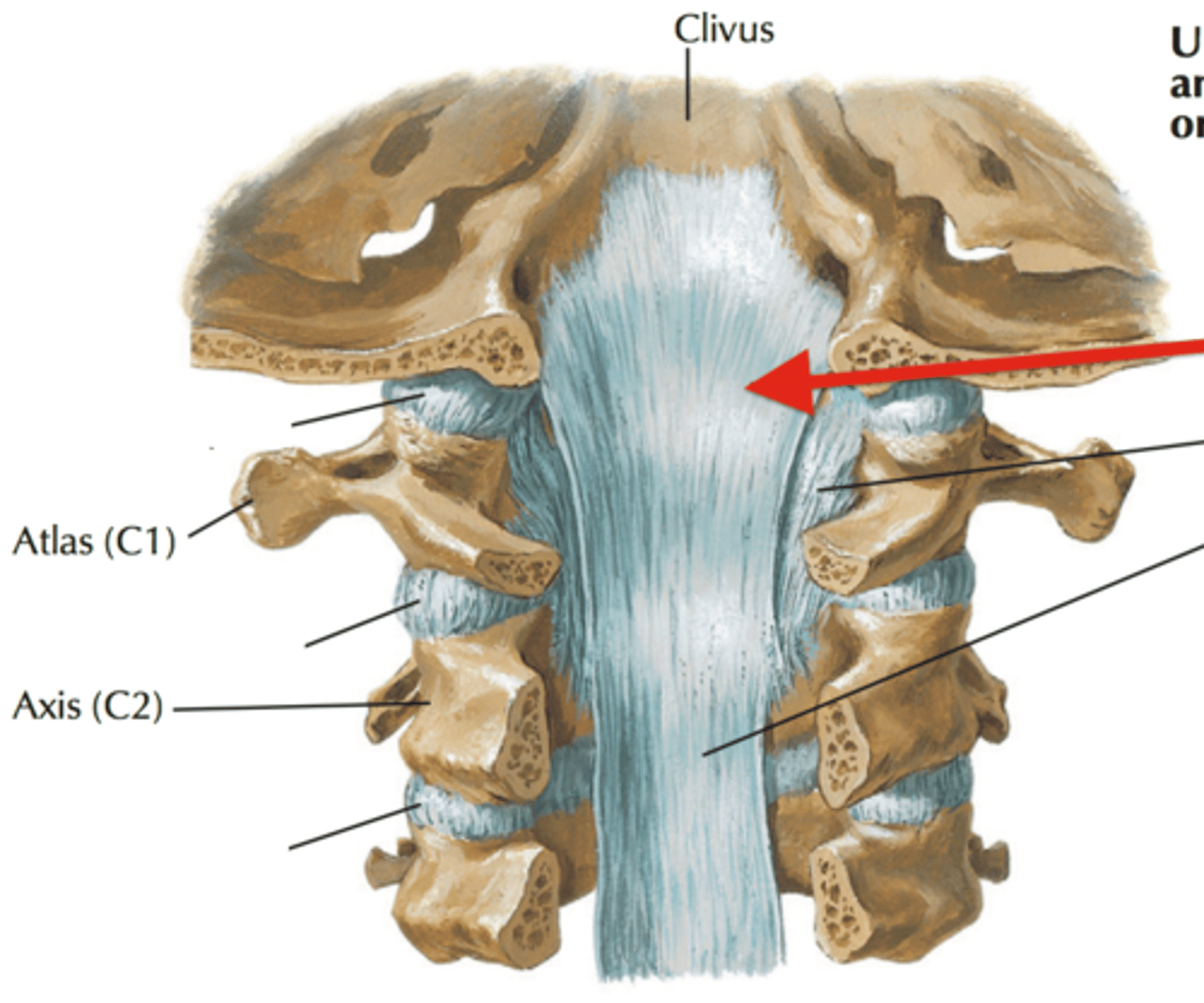 <p>Continuation of PLL connecting the Atlas to the Occipital bone aong the anterior side of foramen magnum</p>