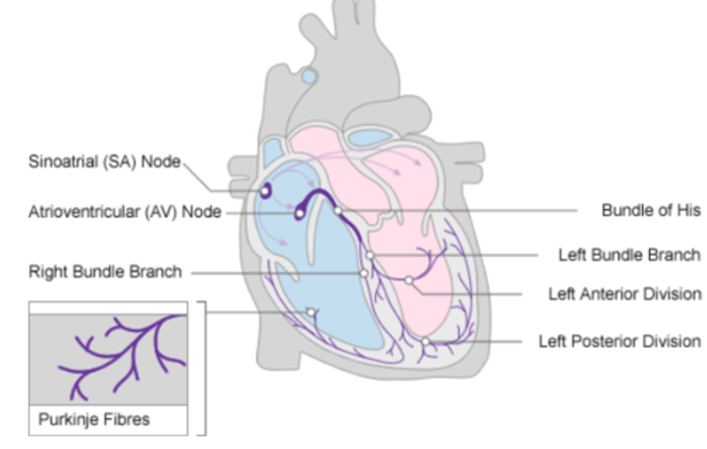 <p>. SA node sends the initial wave</p><p>Passes through the walls of the atria</p><p>. Ends at the AV node in the AV septum</p><p>. Travels along the Bundle of His</p><p>. Reaches Purkinje fibers in the walls of the ventricles</p>