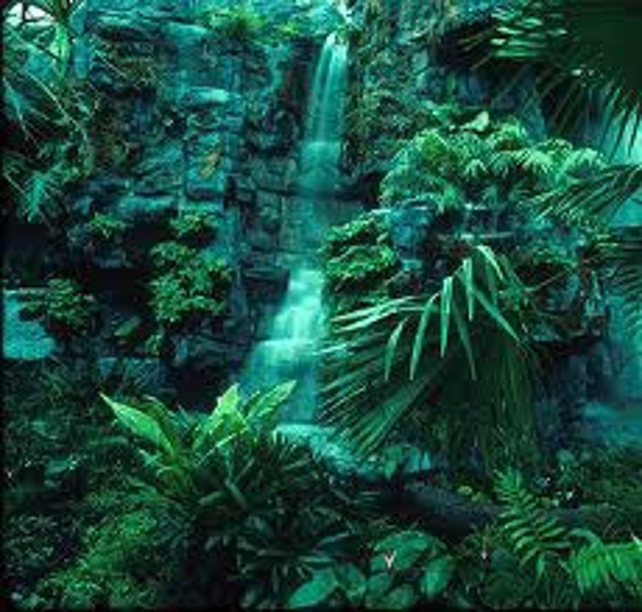 <p>(tropical) rain forest</p>