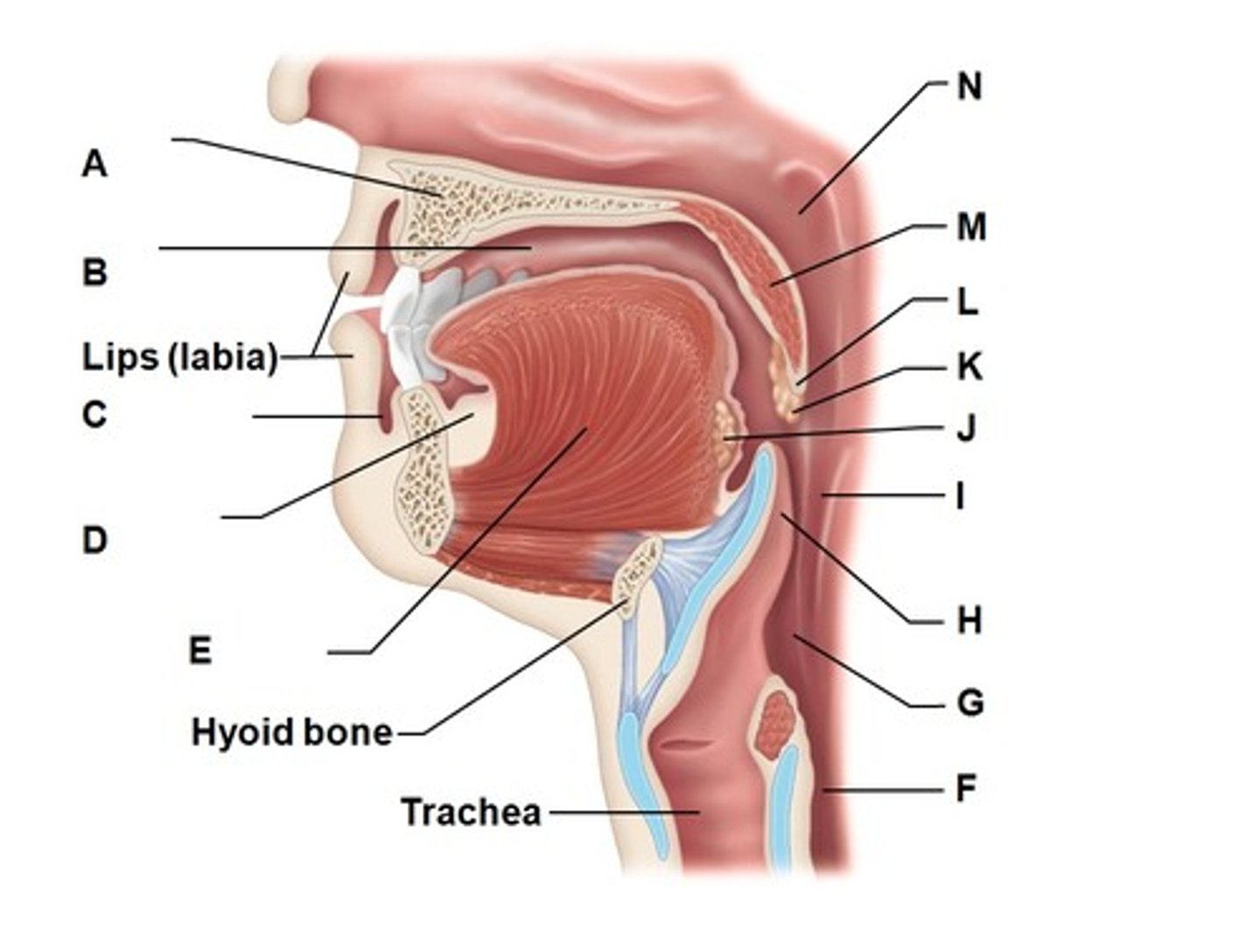 <p>L</p>