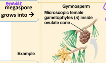 <p>in gymnosperms, what does the megaspore grow into?</p>