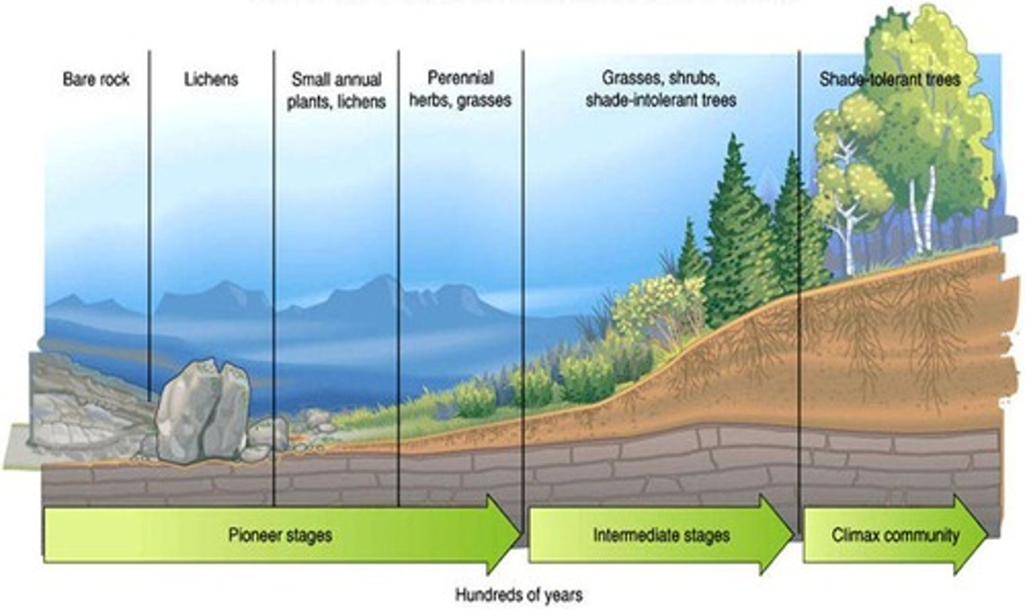 <p>The first organisms to appear and occupy the area are known as pioneer species.</p>