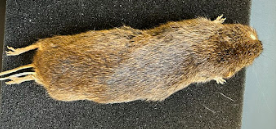 <p>Common Name?</p><p>Family?</p><p>Scientific Name?</p>