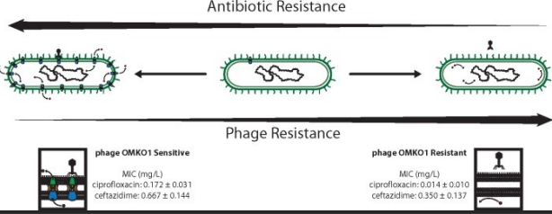 <ul><li><p>Chose phage (OMKO1) the attach to efflux pumps. This drives Pseudomonas aeruginosa to become susceptible to antibiotic (ciprofloxacin)</p></li><li><p>Also treat with antibiotic—bacteria can evolve resistance to both phage and antibiotics simultaneously!</p></li></ul>