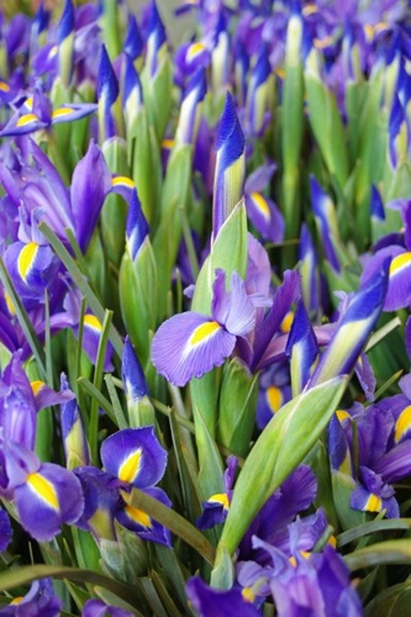 <p>Smaller flowers compared to regular irises</p><p>Bearded can be purple/ blue or yellow and white</p><p>Leaves are very slim and silvery on the inside</p>