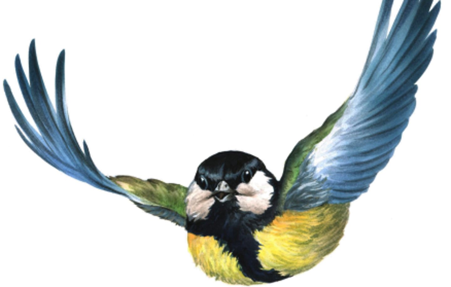 <p>Larger broods (11+ eggs) produce less surviving young than typical broods (9-10 eggs)<br><br>(brood size = how many eggs are being laid)</p>