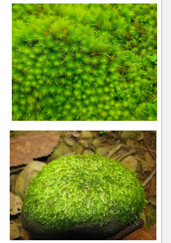 What are bryophytes? (THE AMPHIBIANS OF THE PLANT WORLD)