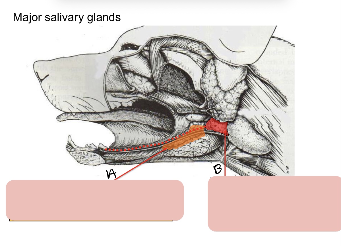 <p>Name the structure(s) indicated by a and b.</p>