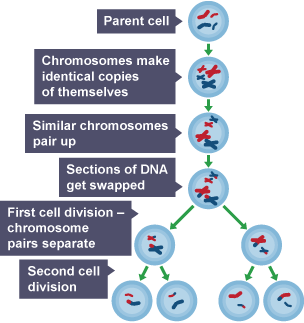 <ul><li><p>cell doubles chromosomes DNA replication</p></li><li><p>chromosomes arrange themselves in pairs at the centre of the cell</p></li><li><p>pairs are pulled apart (division 1)</p></li><li><p>chromosomes line up at the centre again</p></li><li><p>arms of chromosomes are pulled apart (division 2)</p></li></ul><p></p><p> all genetically different</p><p></p>
