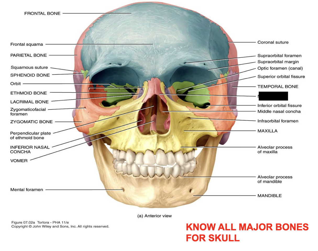 this is the skull, what major bone is this?