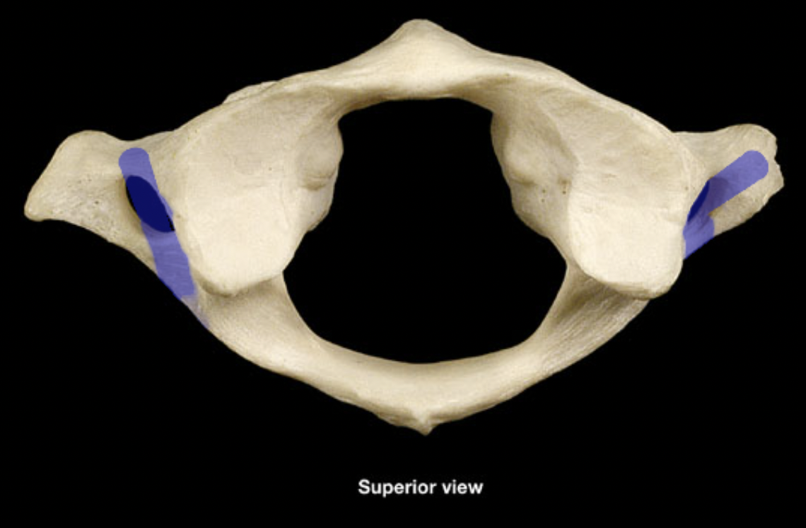 <p>(top - anterior)</p>