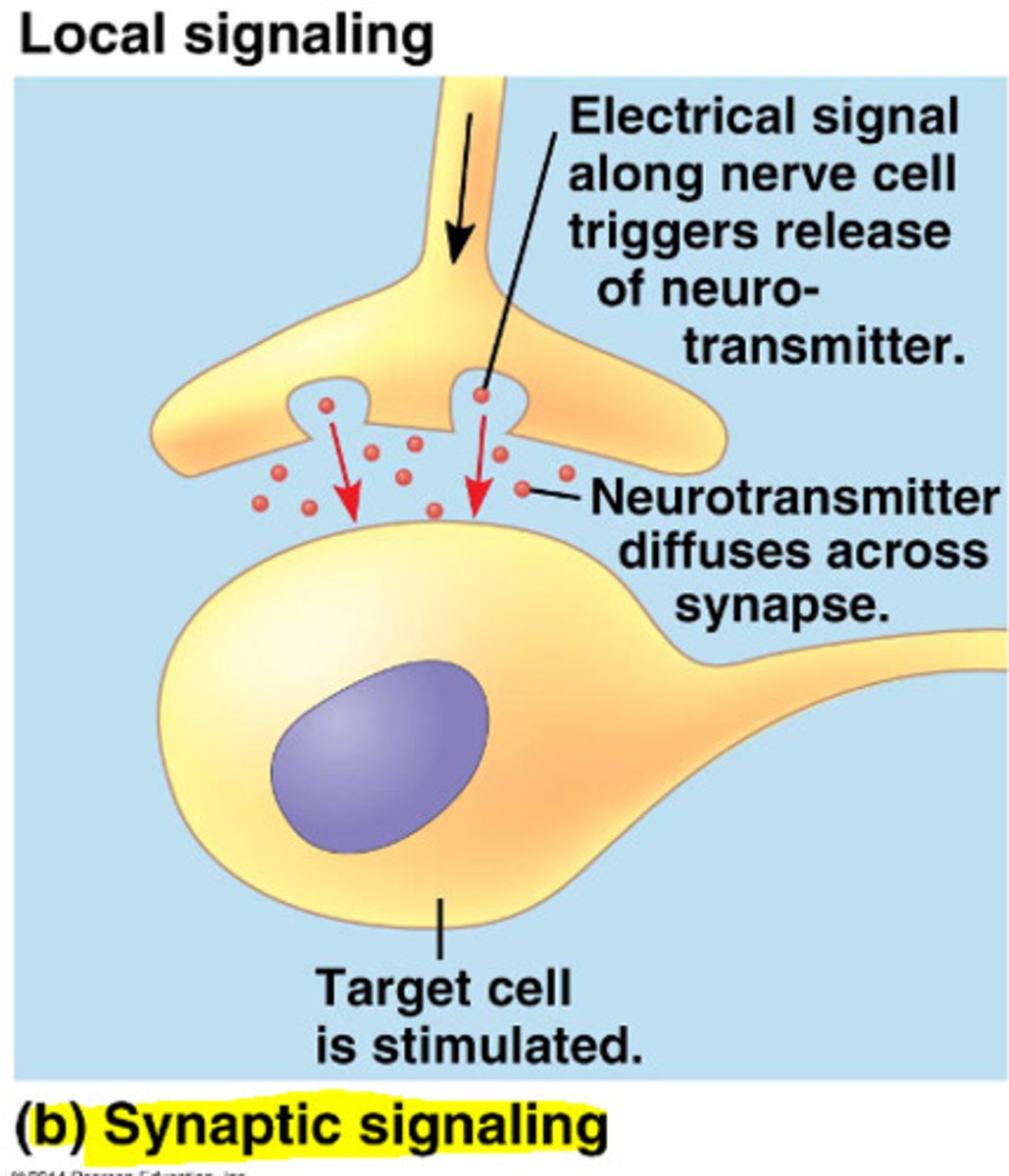 <p>neurotransmitter is released by one neuro\n going to another neuron or muscle</p>