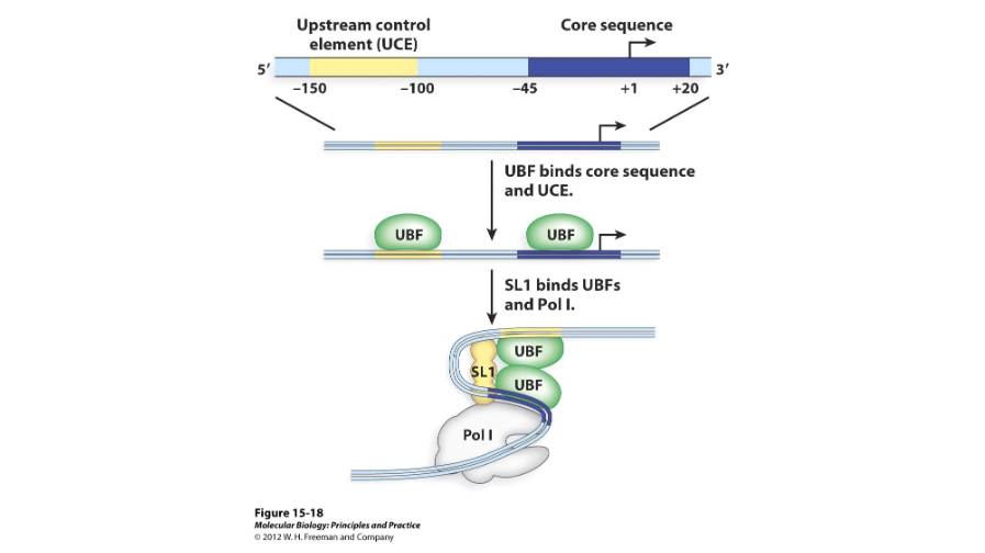 <p>RNA polymerase I has ( ) transcription factors; UBF and SL1. UBF, or the upstream binding factor, binds to the upstream control element and core element and recruits SL1. SL1 then binds near the core element.</p>