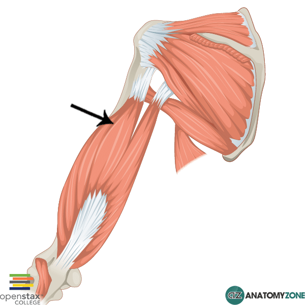 <p>Origin - Humerus </p><p>Insertion - Olecranon of ulna </p><p>Action - Extension a the elbow</p>