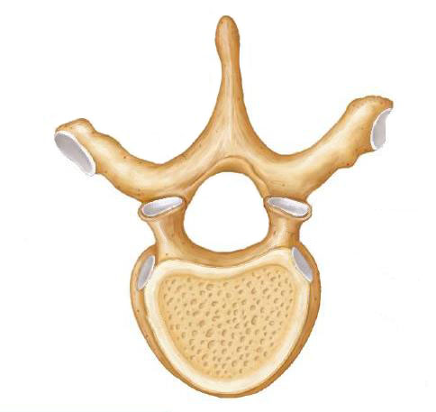 <p>what type of vertebra?</p>