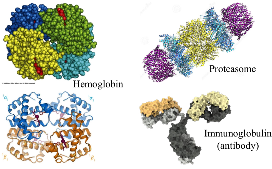 <p>Quaternary Protein Structure</p>