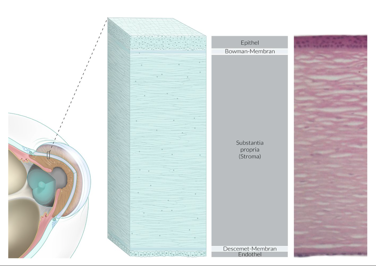<p>E. Reissner’s membrane</p>