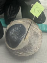 <p>What does Label G represent?</p>
