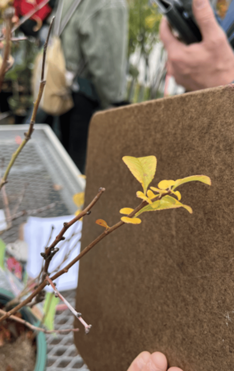 <p>small stipules at base of each leaf, thorn at tip sometimes, 5 petals, JUST PLANTED BY MARK so baby af</p>