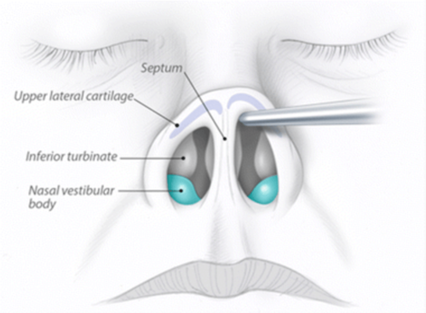 <p>Septum</p>