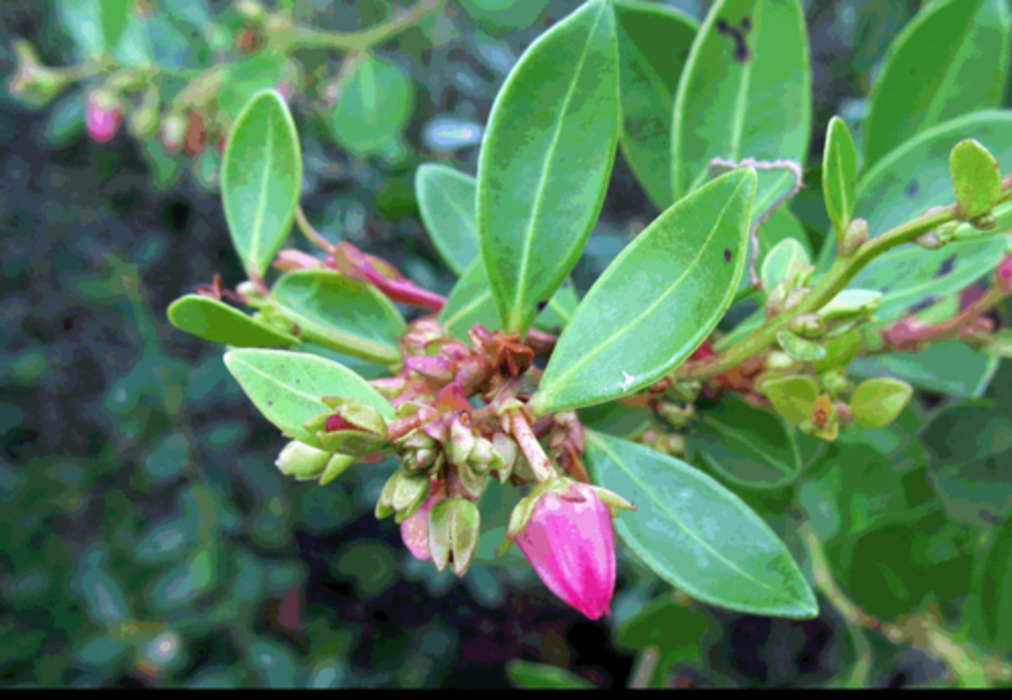 <p>-light yellow leaf veins</p><p>-red stems</p><p>bell shaped pink flowers</p>