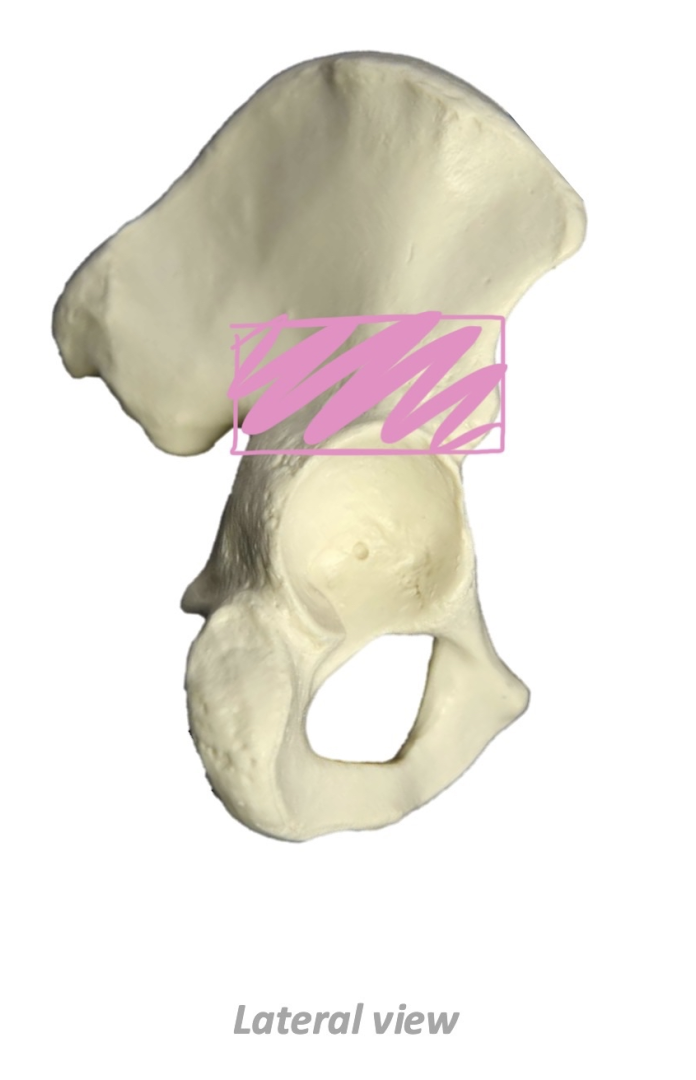 term image