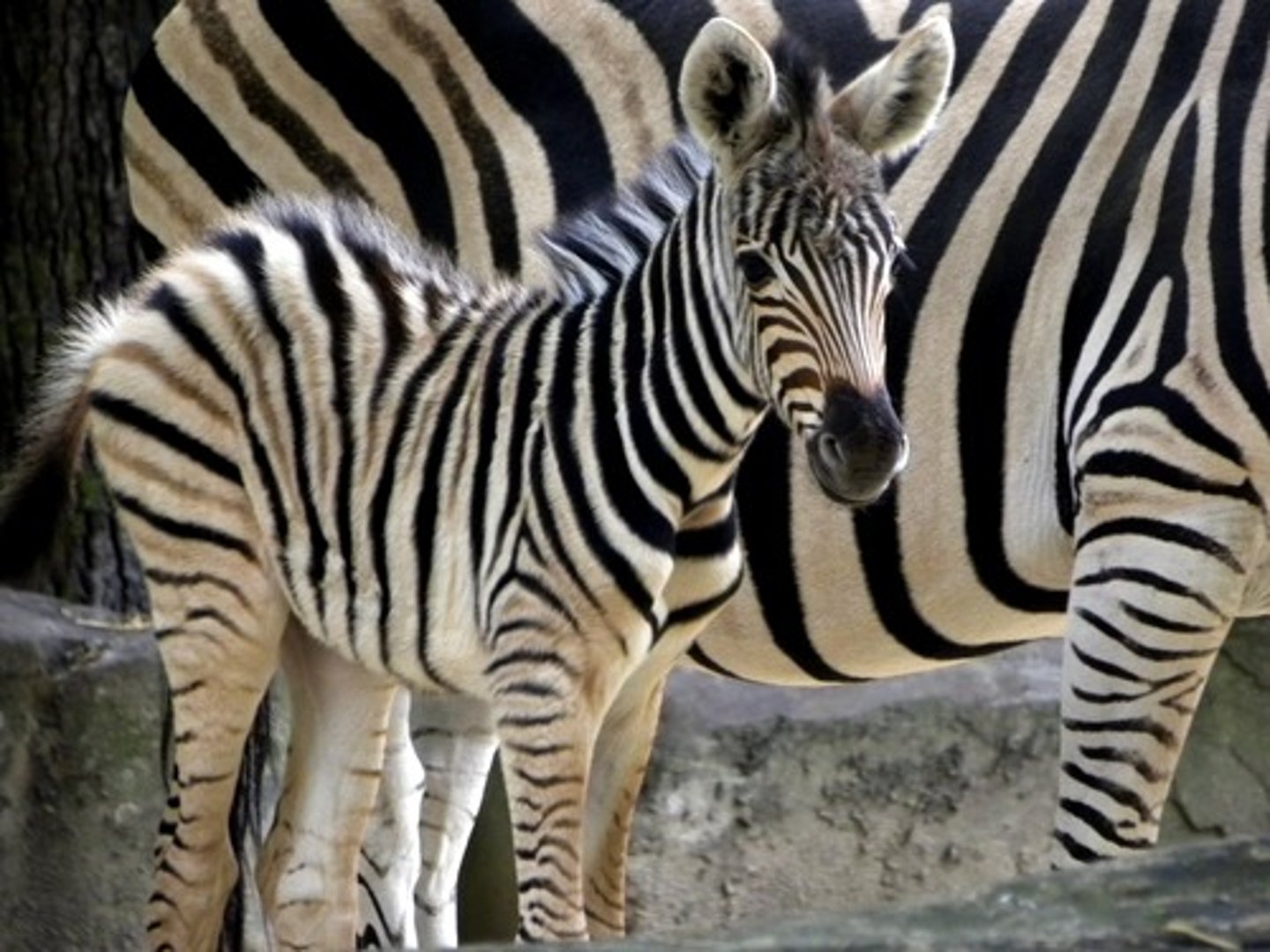 <p>young may be altricial (completely dependent on mother ex: birds) or precocial (can walk immediately ex: zebra</p>