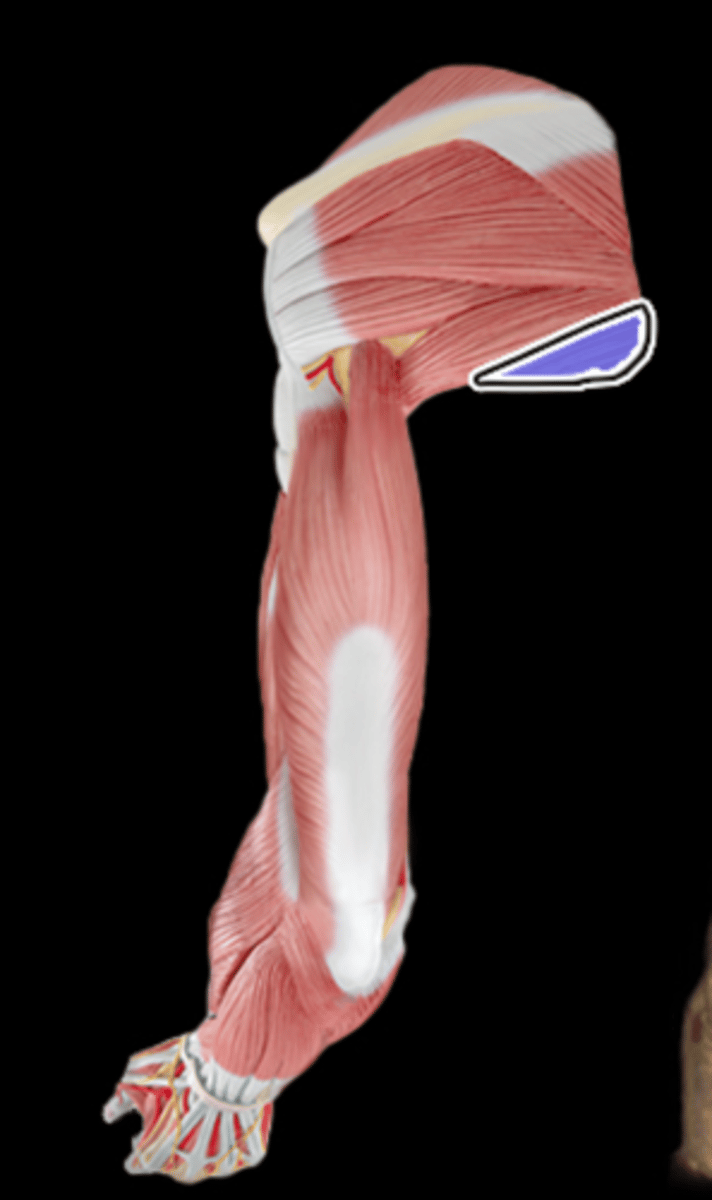 <p>What Muscle Is Highlighted?</p>