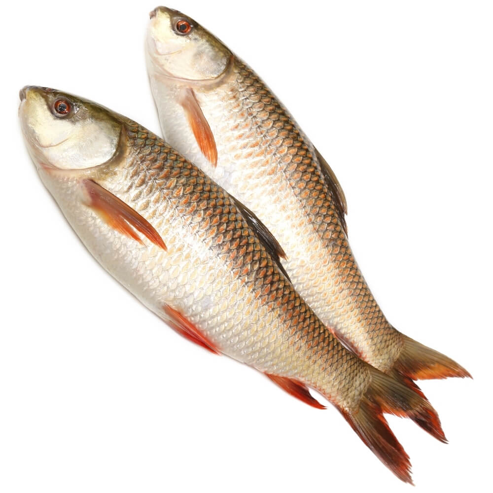 <p>Labeo (Rohu)</p>