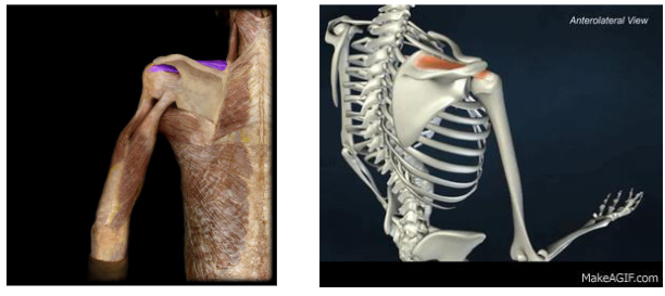 <p>Action: First 30 degrees of shoulder ABDuction</p>