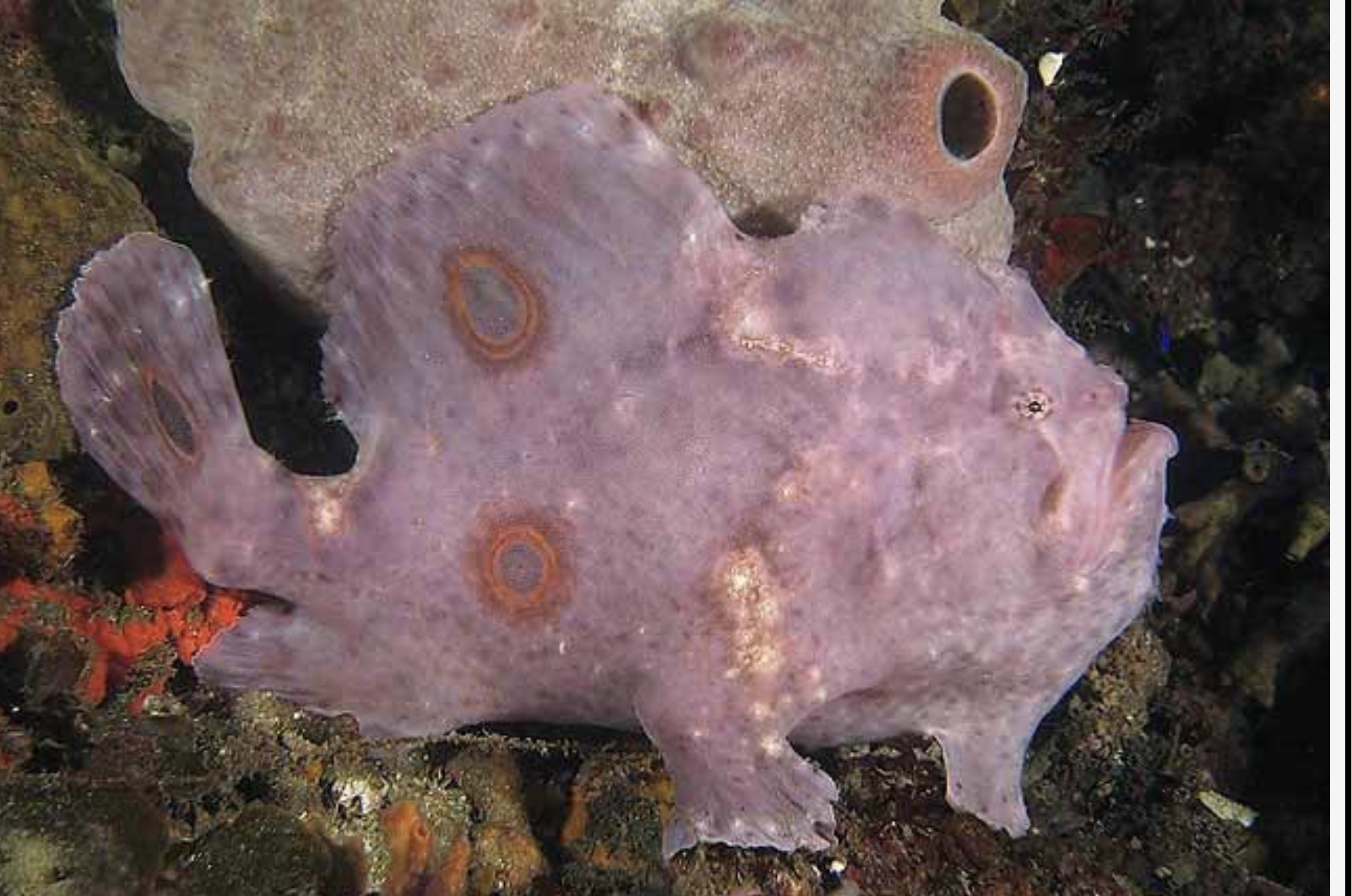 <p>Has 3 large Ocelli ( 1 on lower middle dorsal fin, 1 on mid-body under dorsal fin spot and 1 on center of tail)</p><p>Large upward turning jaw</p><p>Has numerous small spots</p>