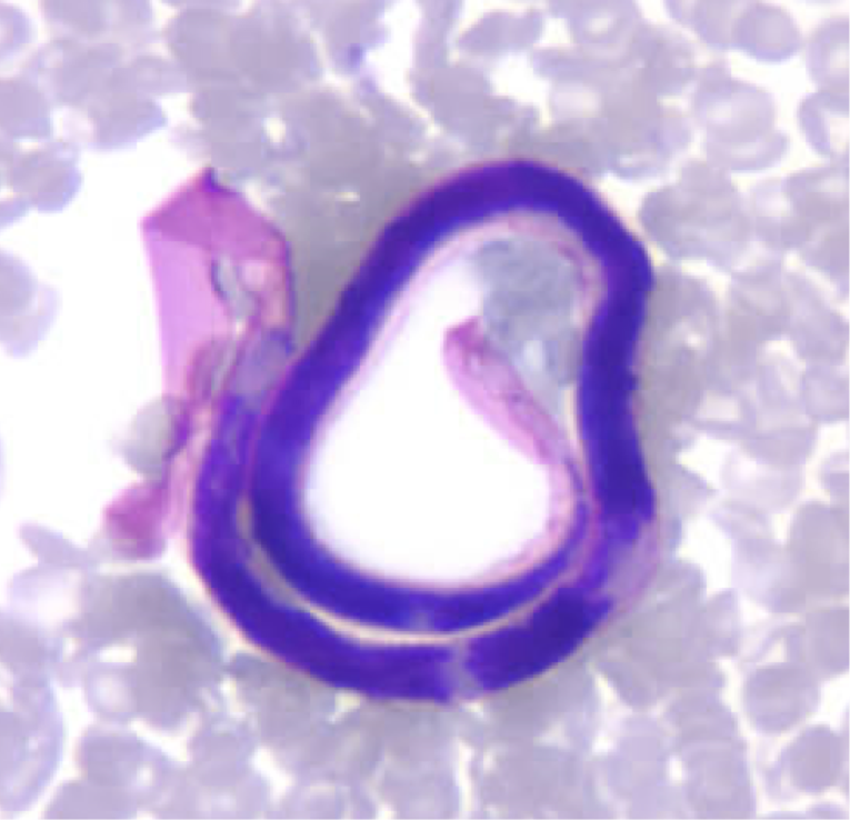 term image