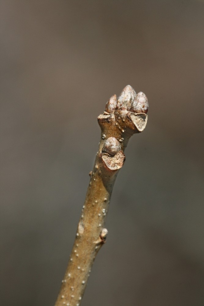 <ul><li><p>riparian edges, street ornamental</p></li><li><p>leaves: wide at end, round lobes, shallow sinuses</p></li><li><p>twigs: flakey, peely, birch-like</p></li><li><p>buds: clustered, small, round, hairs</p></li><li><p>bark: light grey / brn → irregular strips</p></li><li><p>repro: acorn, 2-3x taller than cap, long connector twig to cap</p></li></ul>