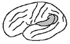 <p>left posterior superior temporal gyrus</p>