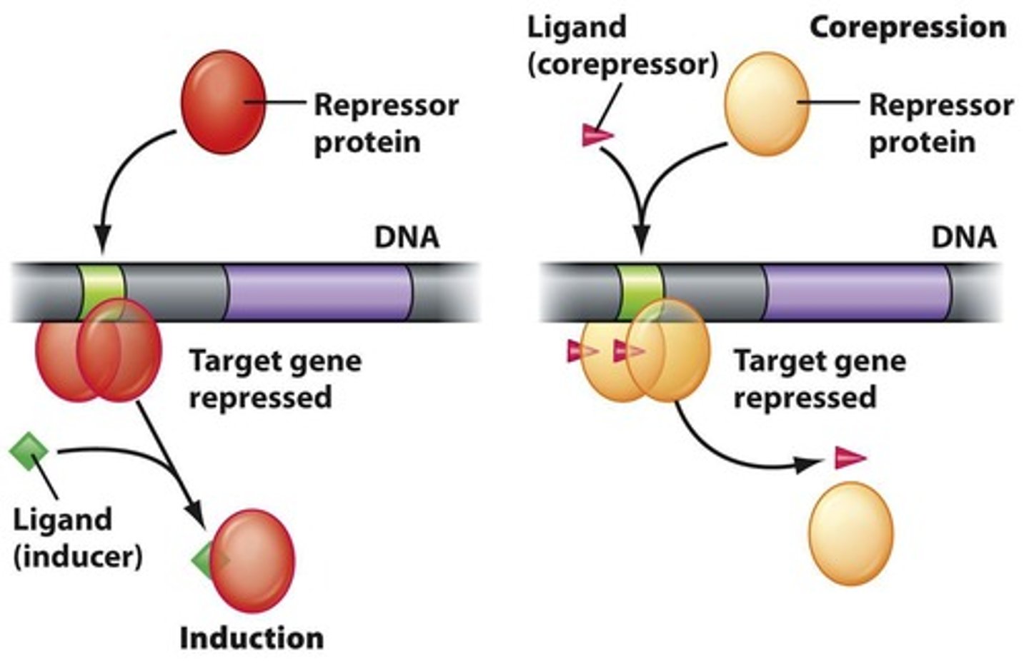 <p>Different methods controlling gene expression.</p>