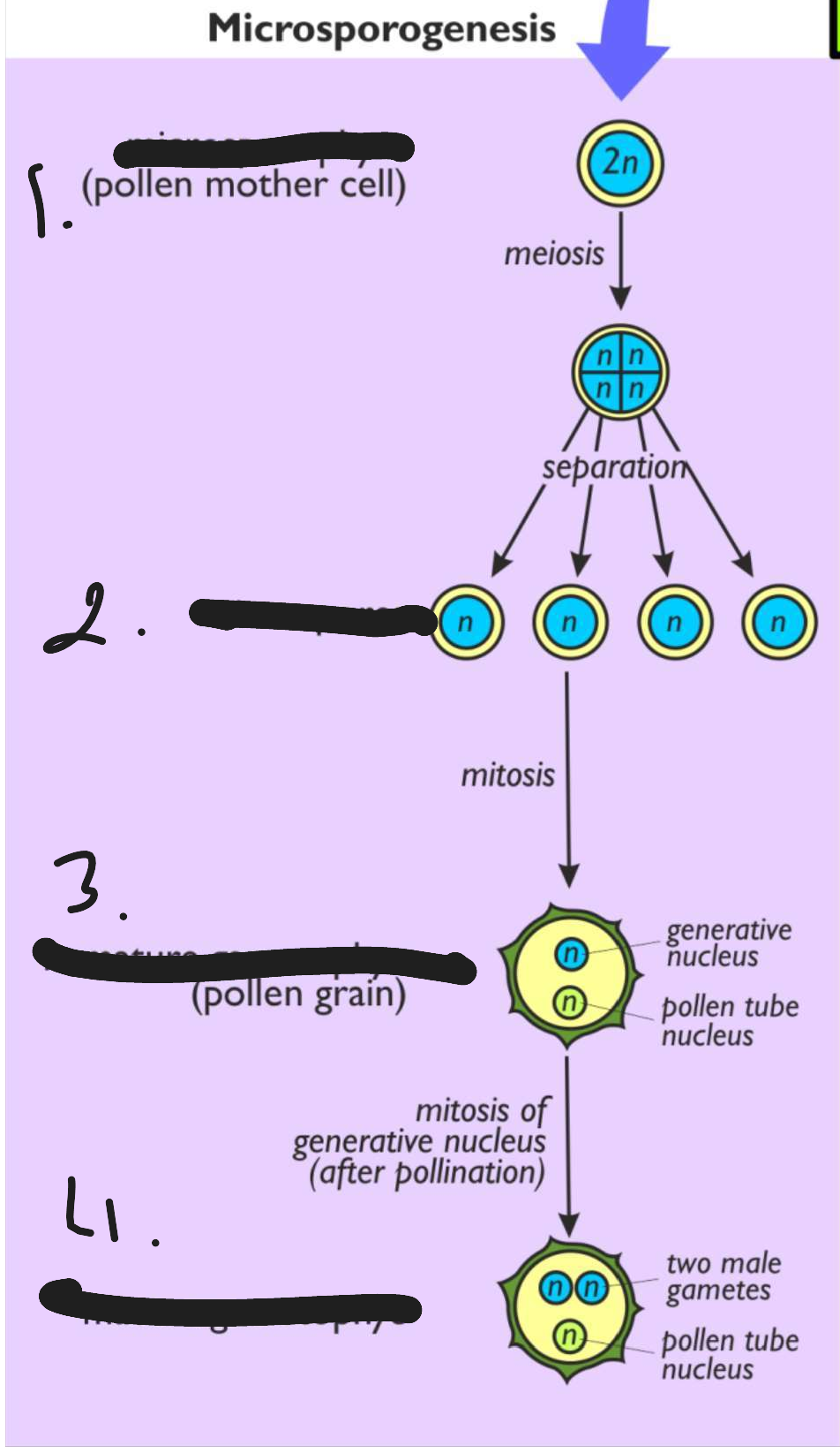 term image