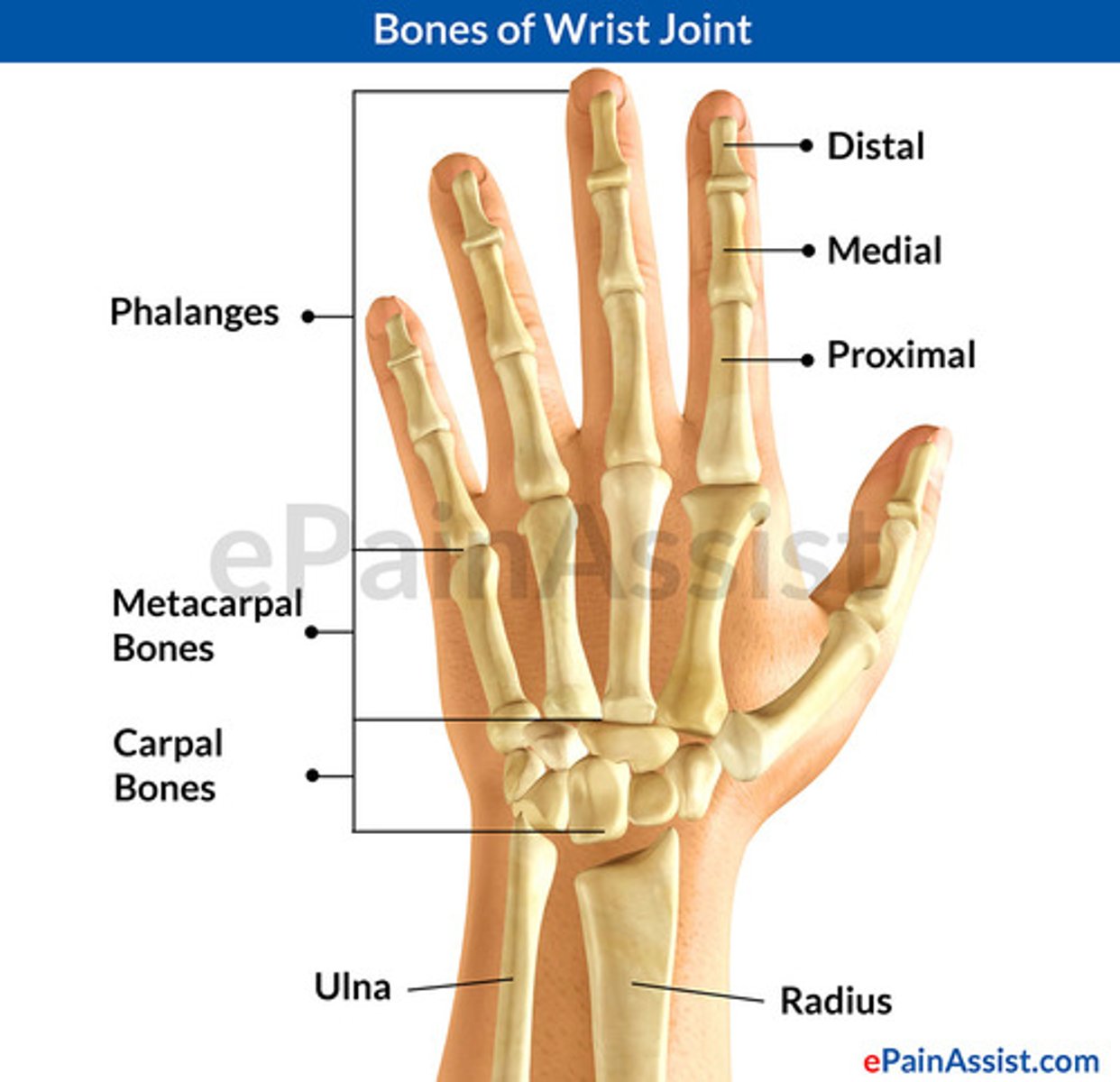 <p>carpals, wrist</p>