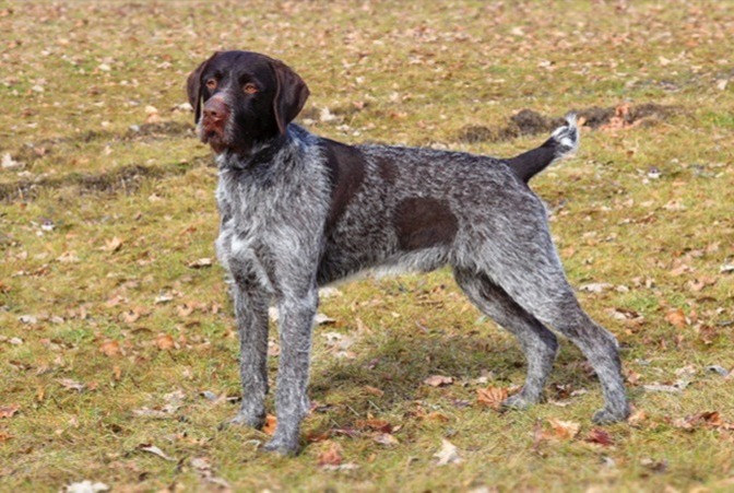 <p>Quel est ce chien </p>