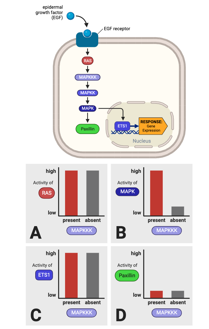 <p>Which plots (A through D) in the bottom figure support the relationships shown in the EGF signaling pathway in the top figure? Select <strong>all</strong> that apply.</p><ul><li><p><span>a. Plot A</span></p></li><li><p><span>b. Plot B</span></p></li><li><p><span>c. Plot C</span></p></li><li><p><span>d. Plot D</span></p></li></ul><p></p>
