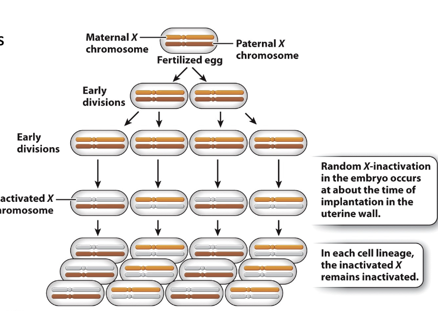 <p>the heterochromatinzation of one X chromosome occurs in XX female mammals as a gene dosage compensation mechanism</p><ul><li><p>dosage of x-linked genes would be 2x as great in females as in males were it not for this <strong>dosage compensation mechanism</strong>.</p></li><li><p>x chromosome selected at random</p></li></ul><p></p>