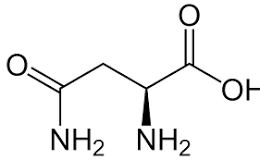 <p>Amide group allows for H attached to N and carbonyl Oxy to make H-bonding interactions; one C shorter than Q; polar, uncharged.</p>
