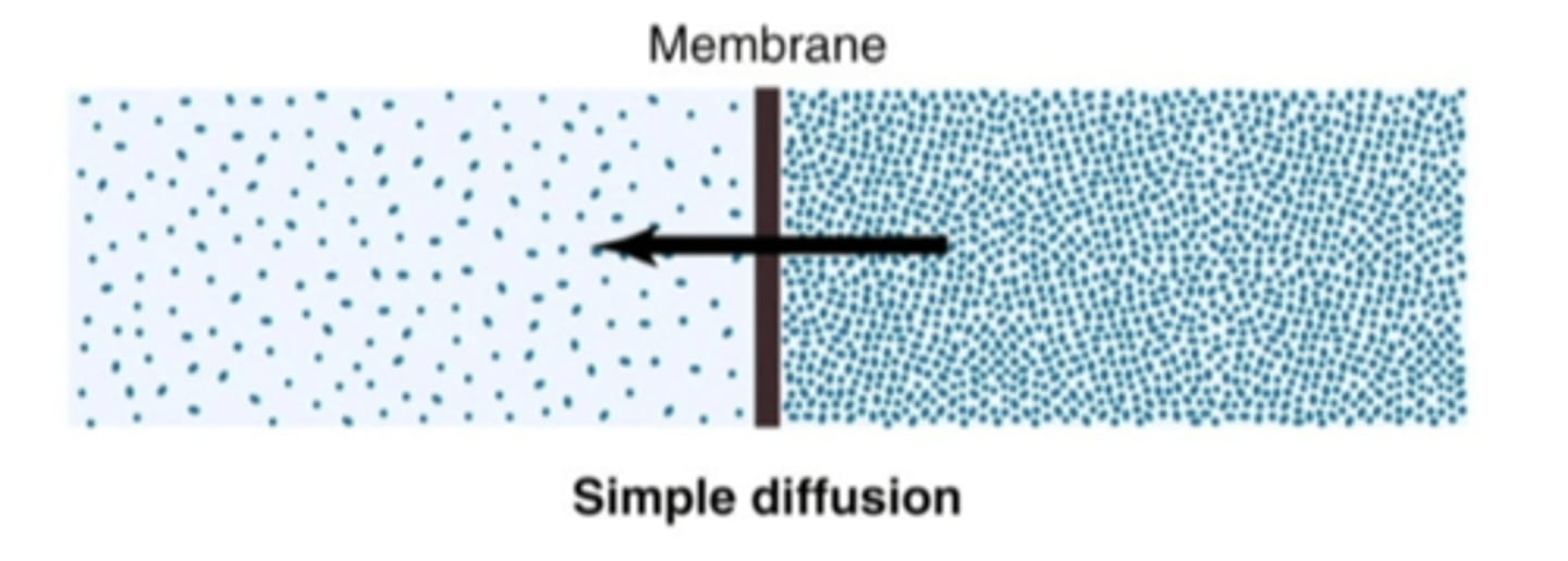 <p>movement from high to low concentration</p>