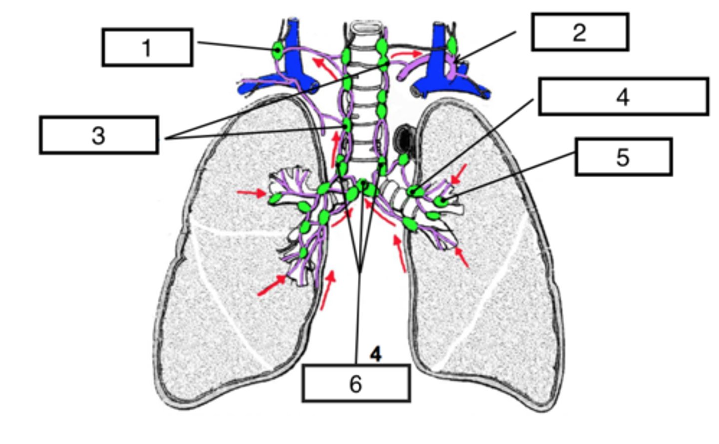 <p>identify #5</p>