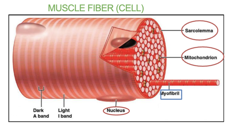<ul><li><p>it’s the <strong>cytoplasm</strong> of a <strong>muscle fiber (cell).</strong></p></li><li><p>Enclosed by the<strong> Sarcolemma</strong>. it’s the <strong>"cell fluid"</strong> that <strong>fills the muscle cell</strong>.</p></li><li><p>Contains <strong>lots of mitochondria</strong>.</p></li></ul><p></p>