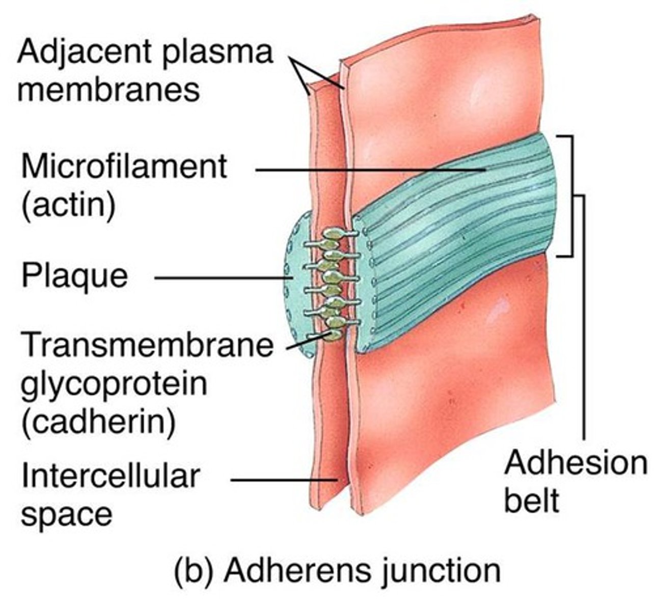 <p>Hold epithelial cells together</p><p>Structural components</p><p>- plaque</p><p>dense layer of proteins inside cell membranes</p><p>- microfilaments</p><p>extend into cytoplasm</p><p>- integral membrane proteins</p><p>connect to membrane of other cell</p><p>(like velcro)</p>