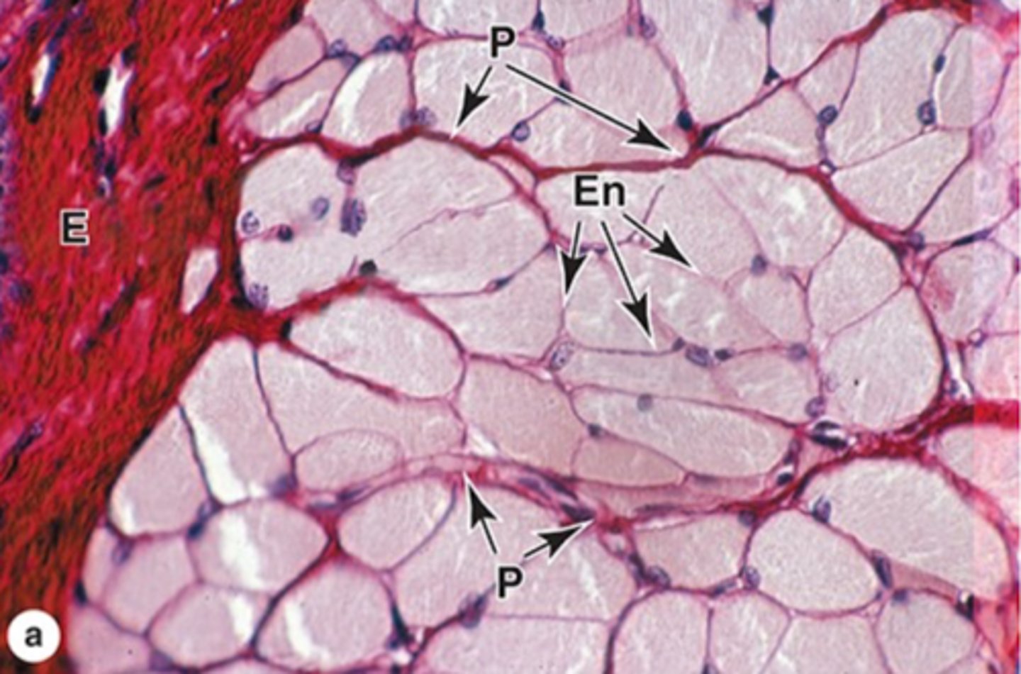 <p>Identify the parts of the skeletal muscle</p>